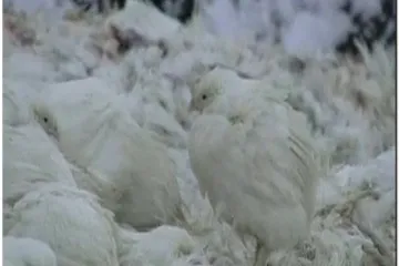 Milijune pilića zbog duga bacaju u snijeg