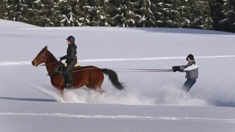 Konj u kasu vuče skija&scaron;e