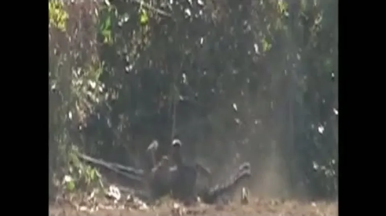 Spa&scaron;avanje mladog leoparda