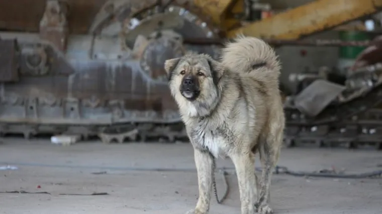 Dubrovnik: Pas zatočio obitelj
