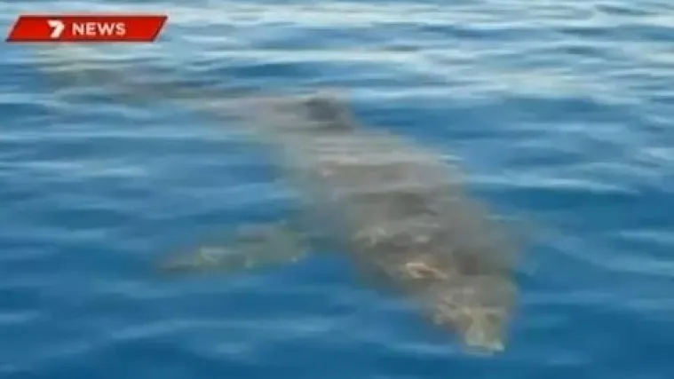 Morski pas napao ribarski brod