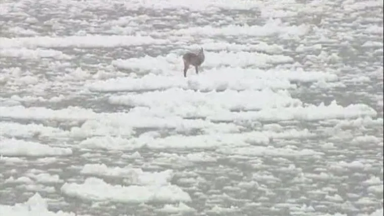 Spa&scaron;avali srne iz zaleđenog mora