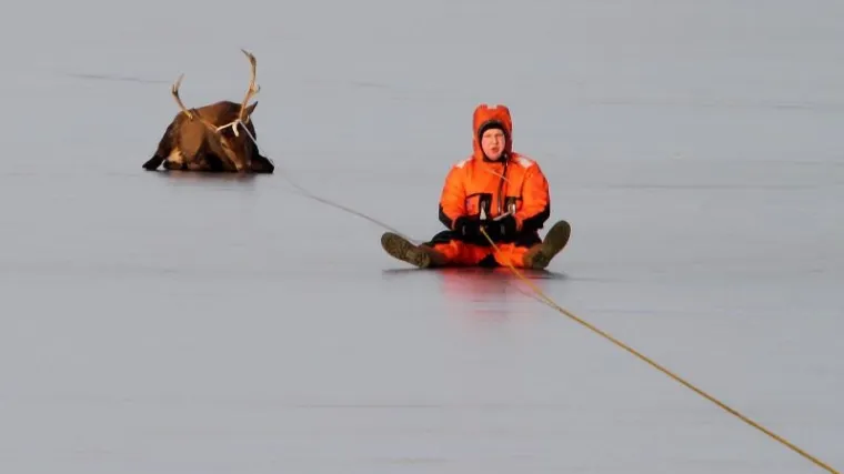 Jelen zaglavio na ledu