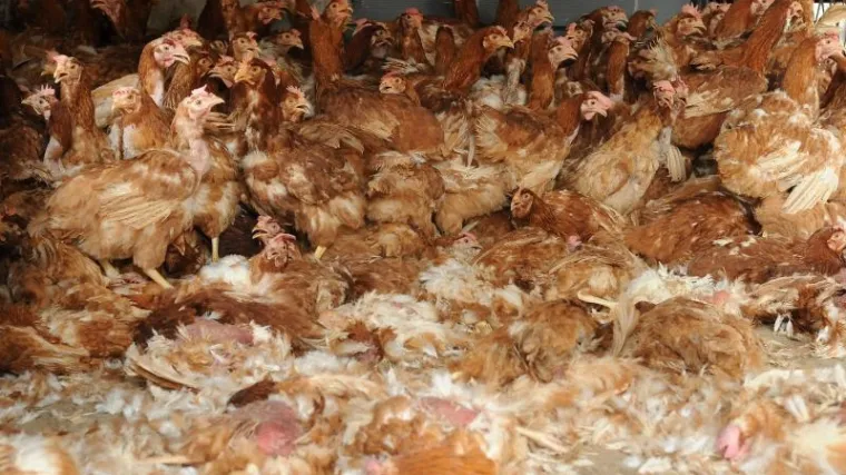 Koko&scaron;i otporne na ptičju gripu