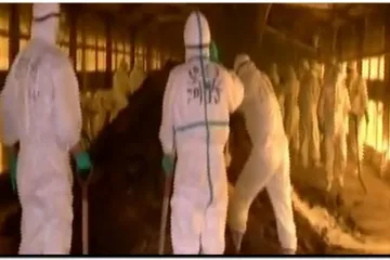 Opet se pojavila ptičja gripa