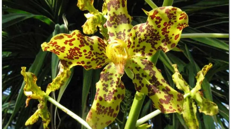 Procvala najveća orhideja na svijetu