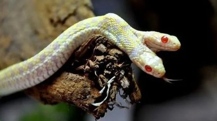 Dvoglava albino zmija