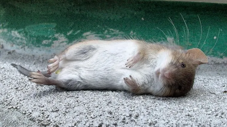 U hranu stavljao mrtve mi&scaron;eve