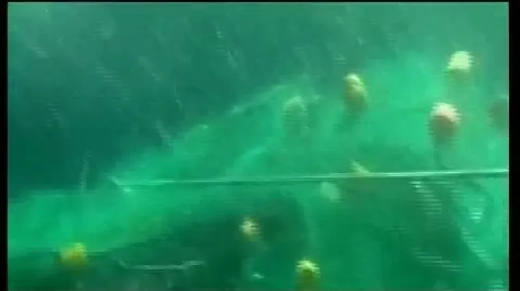 Ronioci spasili zarobljenog kita