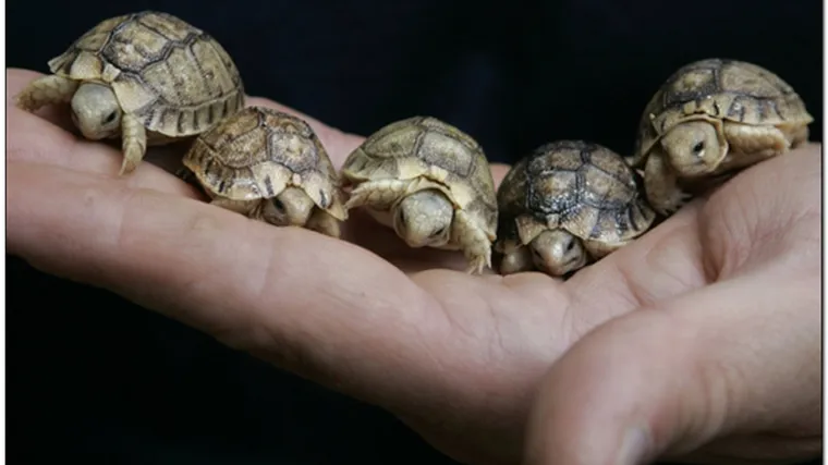 Stotine životinja nosio u tri torbe