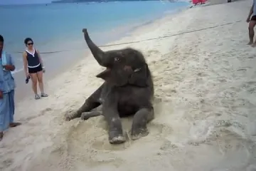 Slonić uživao u igri na plaži