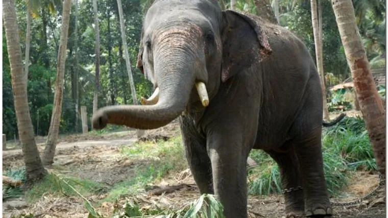 Indija: Slon pojeo 17 ljudi!