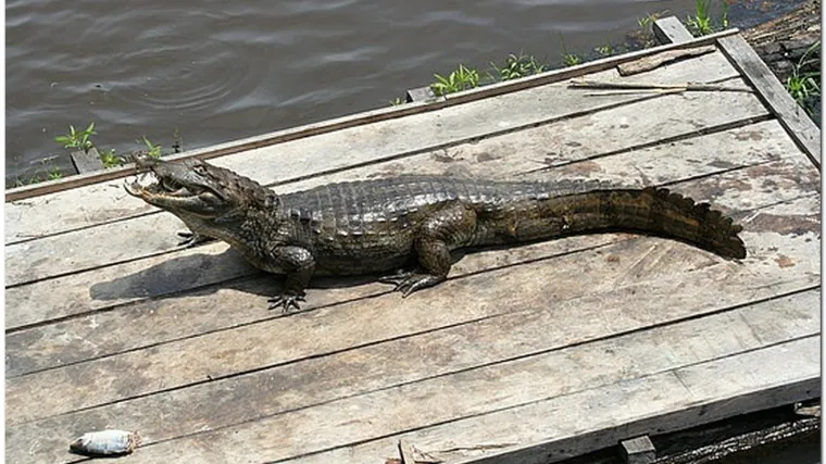 Dječak u kući mazio aligatora