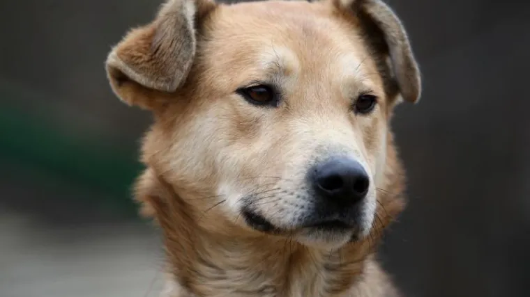 &Scaron;angaj uvodi politiku jednog psa