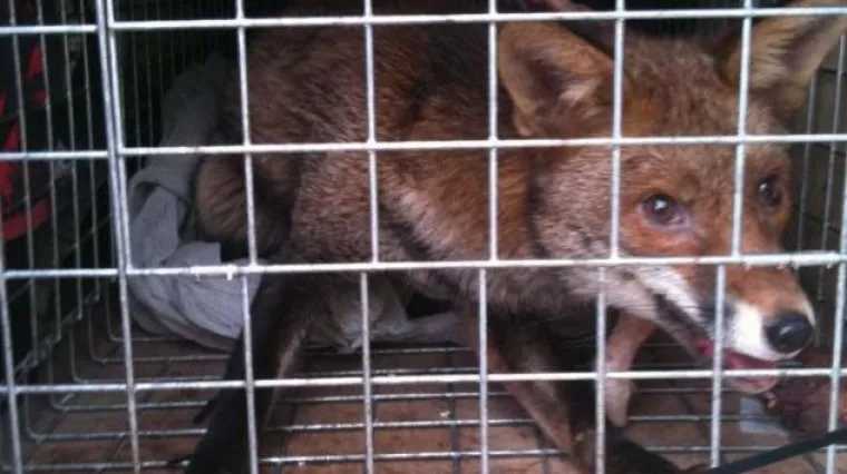 Lisica živjela vrhu najviše zgrade u Londonu dva tjedna