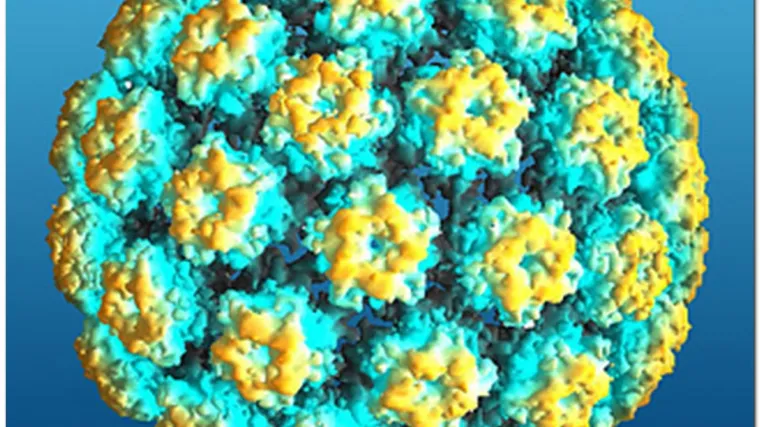 Polovica mu&scaron;karaca ima HPV?