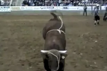 Bik preskočio ogradu i napao publiku