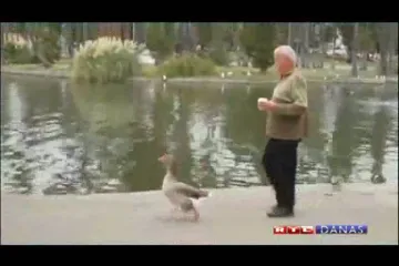 Guska zaljubljena u umirovljenika