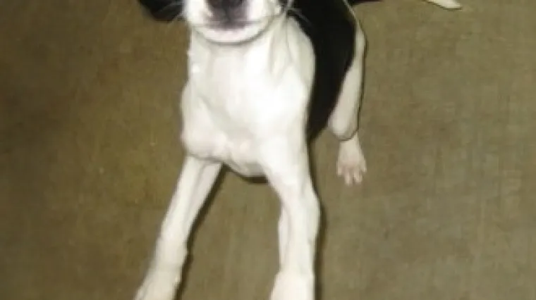 Eutanazirano &scaron;tene se probudilo iz mrtvih