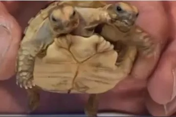 Dvoglava kornjača predviđat će sportske rezultate