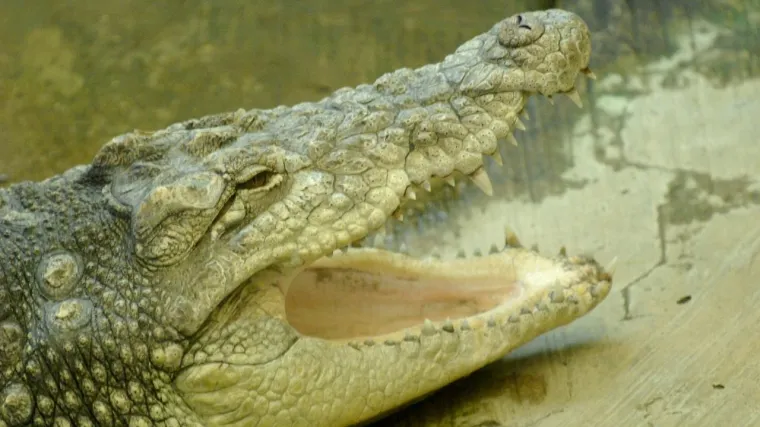 &Scaron;čepao ga krokodil i ostao živ