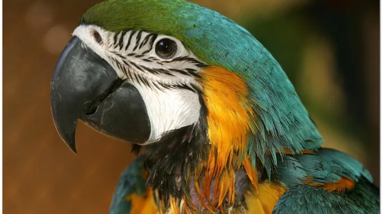 Papagaj spasio obitelj od požara