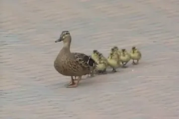 Borba pačića sa vjetrom