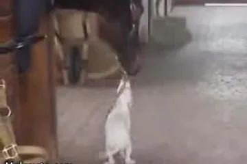 Francuski poljubac kobile i psa