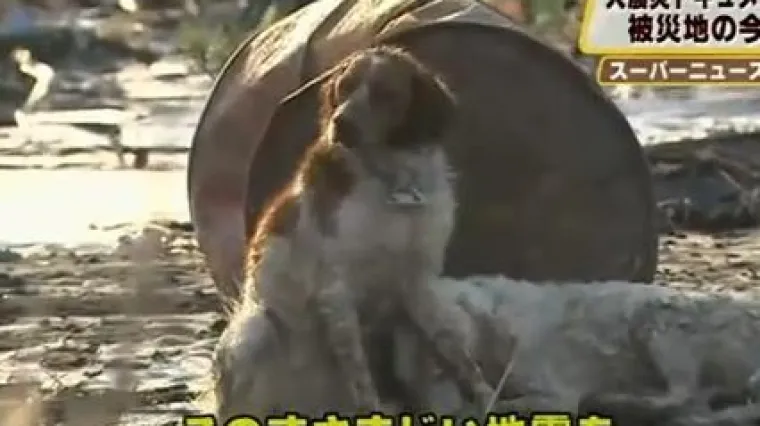 Pas poku&scaron;ava spasiti prijatelja nakon tsunamija