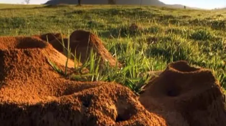 FASCINANTAN VIDEO: Mravi izgradili megalopolis