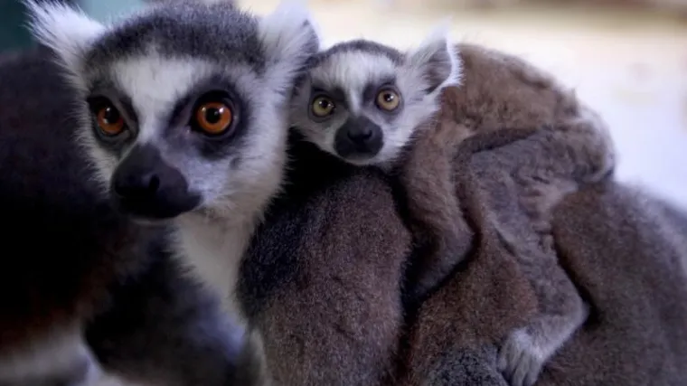 Mladi lemur u zagrebačkom Zoo-u