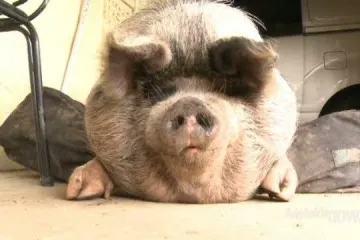 Svinja mora na face lifting