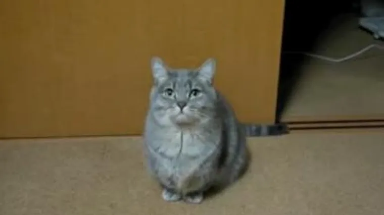 Maca doslovno moli za hranu