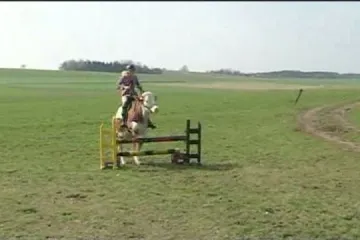 Kravu naučila preskakati prepone