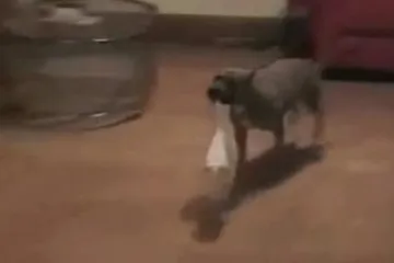 Najbolji pas na svijetu