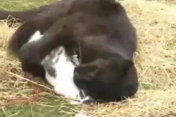 Leopard zaljubljen u zečicu