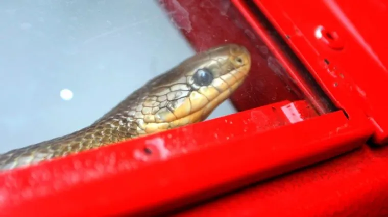 U busu &scaron;vercao 600 zmija i gmizavaca