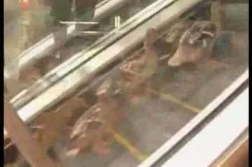 Patke na pokretnim stepenicama