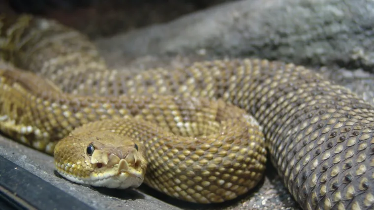 U busu krijumčario vi&scaron;e od 600 zmija i reptila