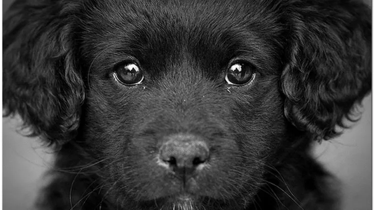 Djedica silovao psa lutalicu