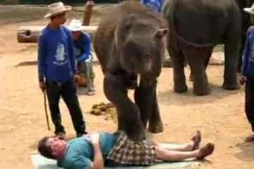 Slon mu stao na penis!