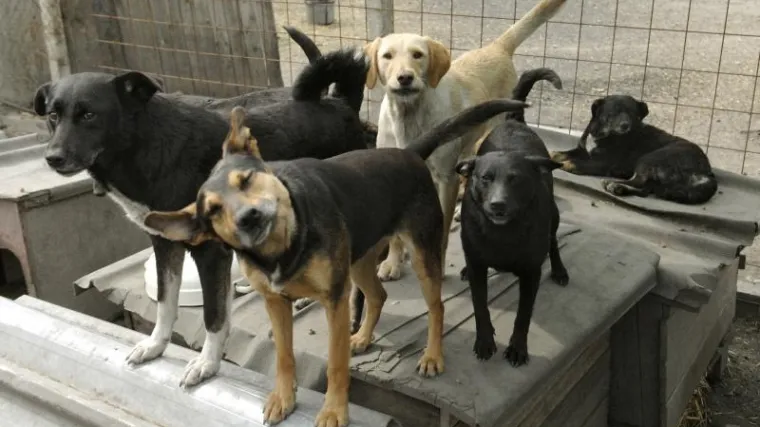 Spasili pse od kuhinjskog lonca