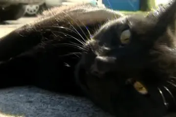 Mačak putovao bez jela i pića 18 dana