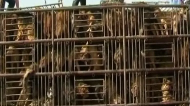 Kineski aktivisti spasili 430 psića