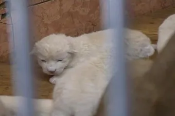 Zaigrana mladunčad bijelog lava