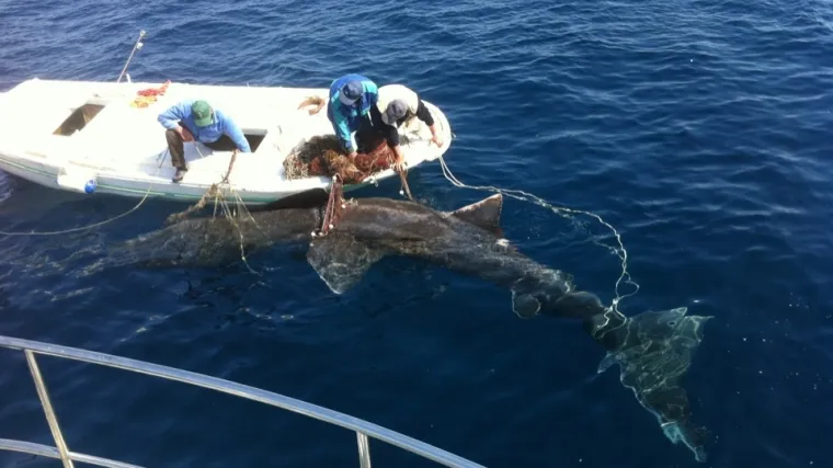Molaćanin ulovio "morsku neman" dugu 10 metara