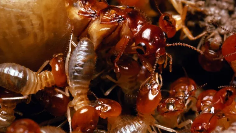 Termiti pojeli 10 milijuna indijskih rupija