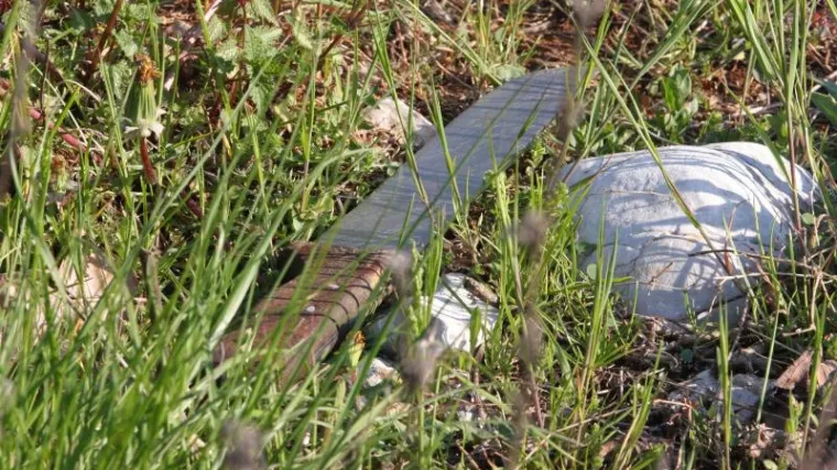 Izbo susjeda zbog masline?