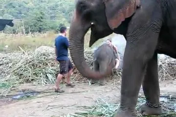 Slonić joj spržio guzu