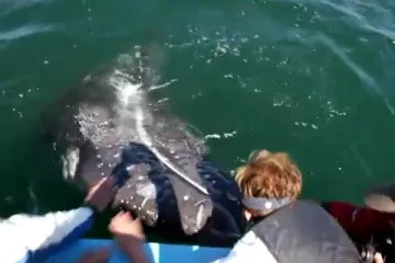 Kitovi se pomazili s turistima